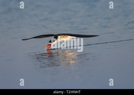 African skimmer, Rynchops flavirostris, fishing, Chobe river, Botswana, Southern Africa Stock Photo