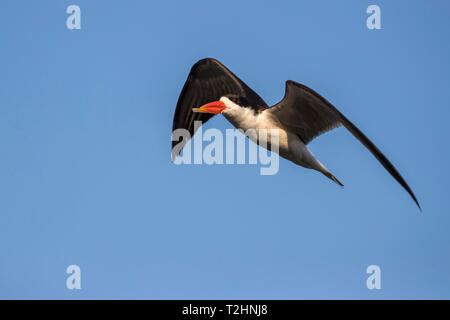 African skimmer, Rynchops flavirostris,  Chobe river, Botswana, Southern Africa Stock Photo