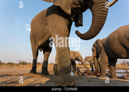 African elephant bulls, Loxodonta africana, at waterhole, Khwai conservancy, Botswana, Southern Africa, Stock Photo