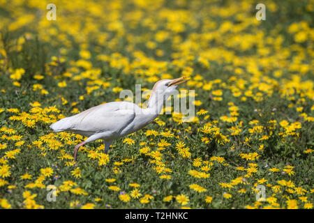 Western cattle egret, Bubulcus ibis, among spring flowers, Addo Elephant national park, Eastern Cape, South Africa Stock Photo