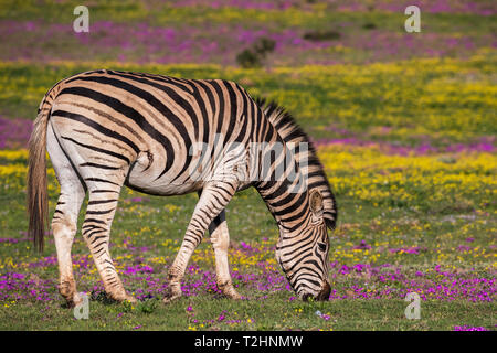 Plains zebra, Equus quagga, grazing spring flowers, Addo Elephant national park, Eastern Cape, South Africa Stock Photo