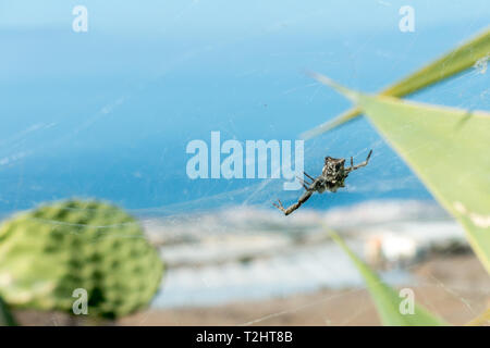 Tent-web spider (Cyrtophora citricola) hanging in its web connecting a prickly pear cactus with the massive spiky leaves of the Century Plant with a v Stock Photo