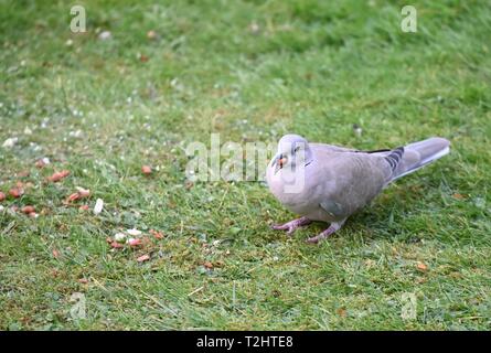 A collared dove etc bird seed that has fallen on the ground. Stock Photo