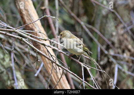 Adult female Chaffinch, Fringilla coelebs perched in a hedgerow, England, UK. Stock Photo