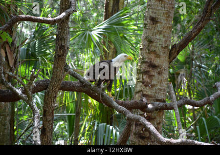 Bald Eagle sitting on branch Stock Photo