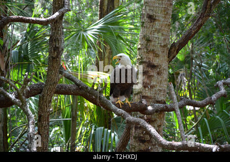 Bald Eagle sitting on branch Stock Photo