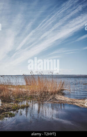 Landscape with reeds in water, color toning applied. Stock Photo