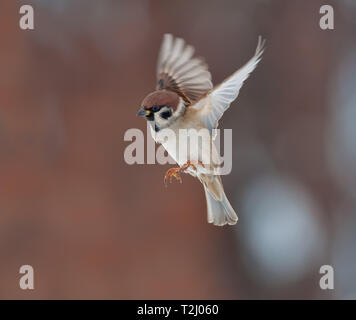 Tree sparrow in fast flight at winter Stock Photo