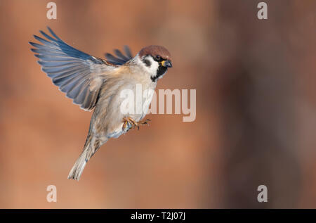 Tree sparrow in flight at bright sunny winter day Stock Photo