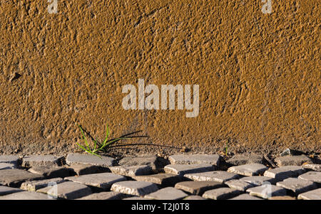 The green blades of grass grow between the brown facade and the paving stones Stock Photo