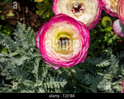 Ornate and brightly colored buttercup flowers, or some variation there of, bloom in a Japanese garden in Yamashita park, Yokohama, Japan. Stock Photo