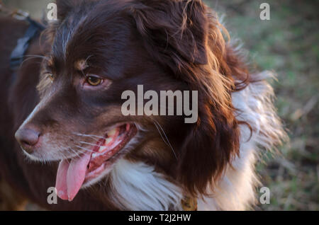 Cowboy, a six-year-old, red-tri Australian Shepherd, plays outside March 1, 2014, in Coden, Alabama. Stock Photo