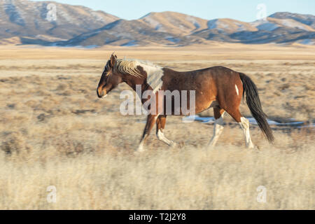 Wild Horse in the Utah Desert Stock Photo