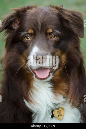 Cowboy, a six-year-old, red tri Australian Shepherd, poses for a picture, Oct. 30, 2014, in Coden, Alabama. Stock Photo