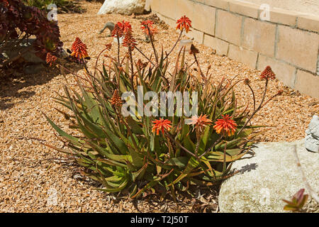 Drought resistant plants Stock Photo