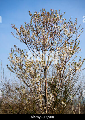 Mature wild cherry tree, Prunus avium, in early spring bloom Stock Photo