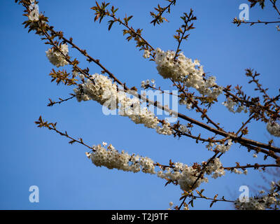 Dense clusters of white single flowers of the wild cherry tree, Prunus avium, in early spring bloom Stock Photo