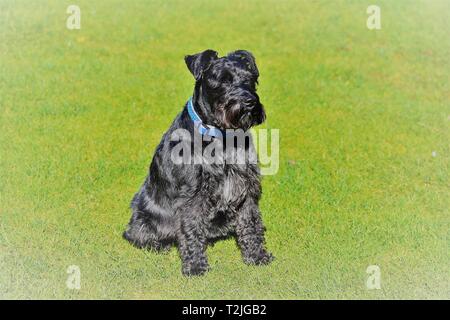 Beautiful Black Miniature Schnauzer sitting in the sun. Filtered picture, atmospheric Stock Photo