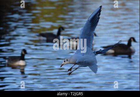 Black headed gull coming into land! Taken in England Stock Photo
