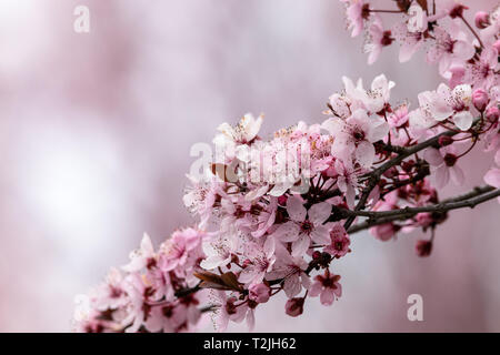 Cherry Blossoms on pink background, Northern Germany Stock Photo