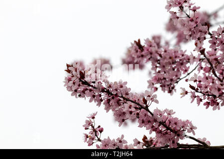 Cherry Blossoms on white background, Northern Germany