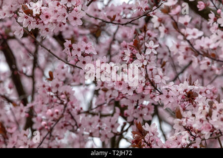 Cherry Blossoms in Spring, Northern Germany Stock Photo