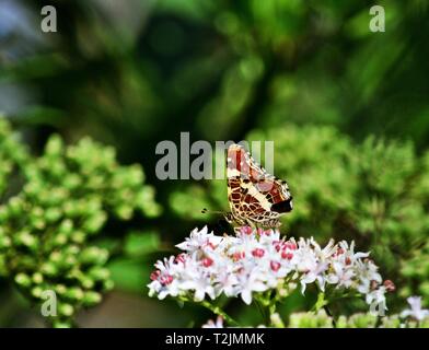 Map Araschnia levana butterfly on a flower, horizontal Stock Photo