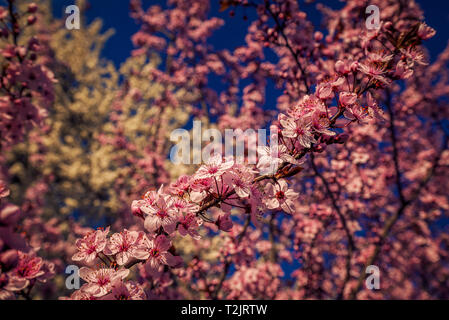 Detail of an blooming tree withbeautiful rose colored flowers blooming shot against a blue sky in the springtime Stock Photo