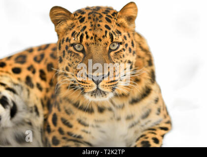 Far Eastern leopard. Stock Photo
