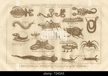 'Reptiles & insects of various parts of the world'. MIDDLETON 1779 old print Stock Photo