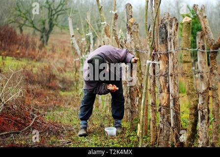 In an autumn day a man is fixing the fence with hammer in a colorful natural place Stock Photo