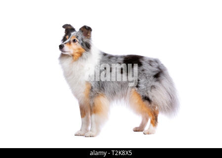 Shetland Sheepdog in front of a white background Stock Photo