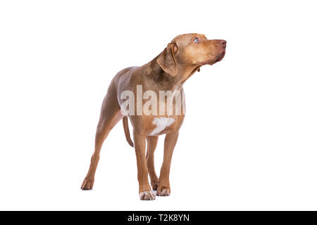 red merle Louisiana Catahoula Leopard dog in front of a white background Stock Photo