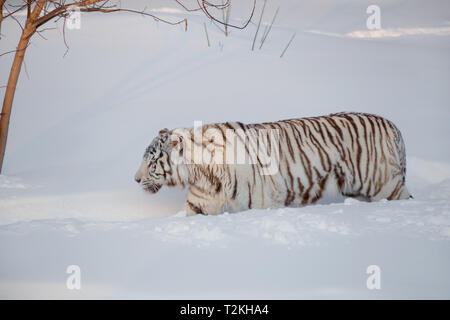 Wild white bengal tiger is walking on a white snow. Animals in wildlife. Stock Photo