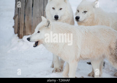 Three wild alaskan tundra wolves are standing on white snow. Canis lupus arctos. Polar wolf or white wolf. Animals in wildlife. Stock Photo