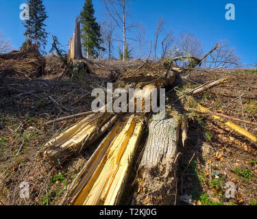 DE - BAVARIA: Storm devastation of 11th March 2019 on Buchberg near Bad Tölz Stock Photo