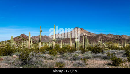 Saguaros in Sonoran Desert - Arizona Stock Photo