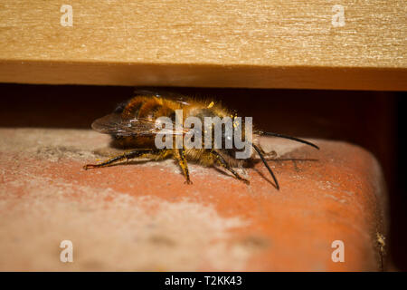 Rote Mauerbiene, Osmia bicornis, red mason bee Stock Photo