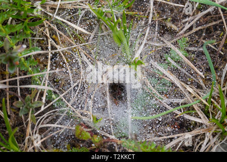 Spinnennetz mit Tautropfen, Cobweb with dew drops Stock Photo