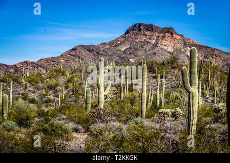 Saguaros in Sonoran Desert - Arizona Stock Photo