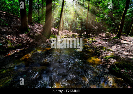 The suns rays filter through the trees along the creek at the Natural Bridge in northern Alabama. Stock Photo