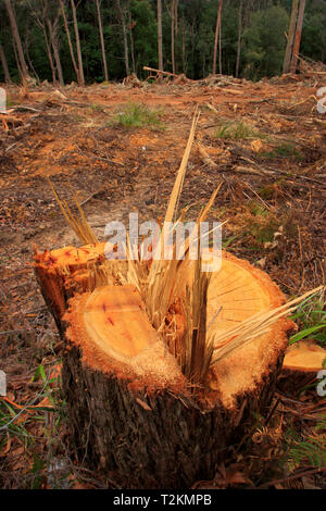 Forestry log stump in a recently cleared pine forest with fully grown trees in background and copy space. Stock Photo