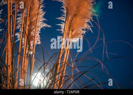 Toi toi flower at night as the 'super-moon' rise backlighting from low angle. Stock Photo