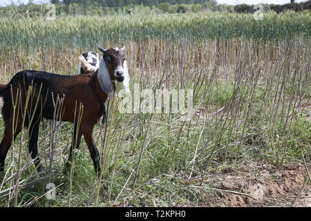 Picture of goat in the farm. Stock Photo