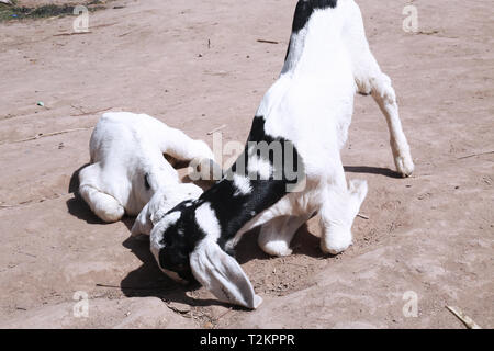 Couple of cute goat in playing. Stock Photo