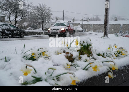 Daffodils covered in a blanket of snow in the village of Catton, Northumberland, after temperatures dipped below freezing overnight. Stock Photo