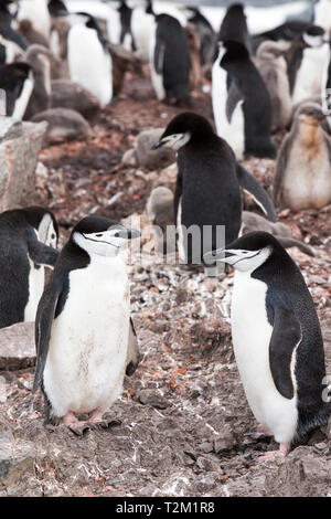 Chinstrap Penguin, Pygoscelis antarcticus nesting on Half Moon Island, Antarctic Peninsular. Stock Photo