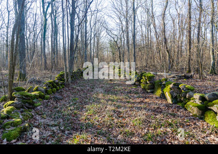 Historical moss covered dry stone walls in a swedish nature reserve by Honstorp at the island Oland Stock Photo