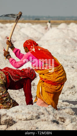 SAMBHAR, INDIA - NOVEMBER 19, 2012: Indian woman mining salt with pick at lake Sambhar, Rajasthan, India. Stock Photo