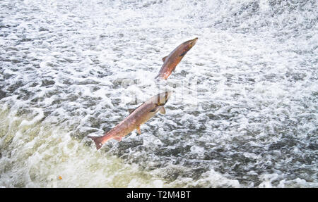 A pair of Atlantic salmon (Salmo salar) jumps out of the water at the Shrewsbury Weir on the River Severn in an attempt to move upstream to spawn. Shr Stock Photo